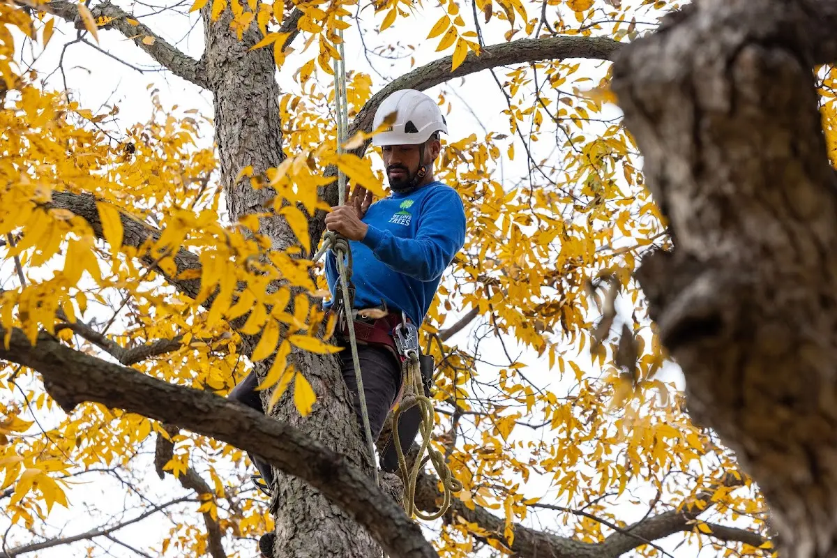 Skilled Tree Planting crew working in Gilbert