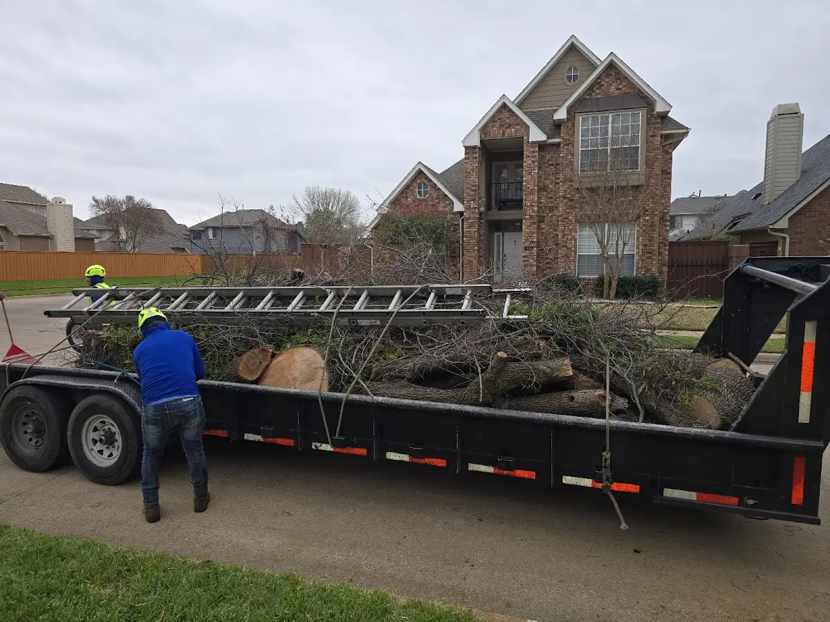 Expert Tree Removal with proper safety equipment in Gilbert